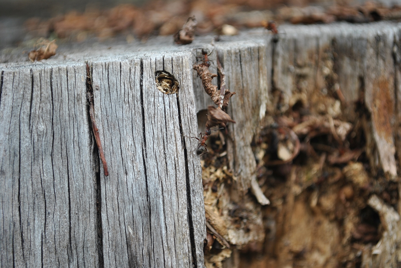 Gmachówka drzewotoczna (Camponotus ligniperda)